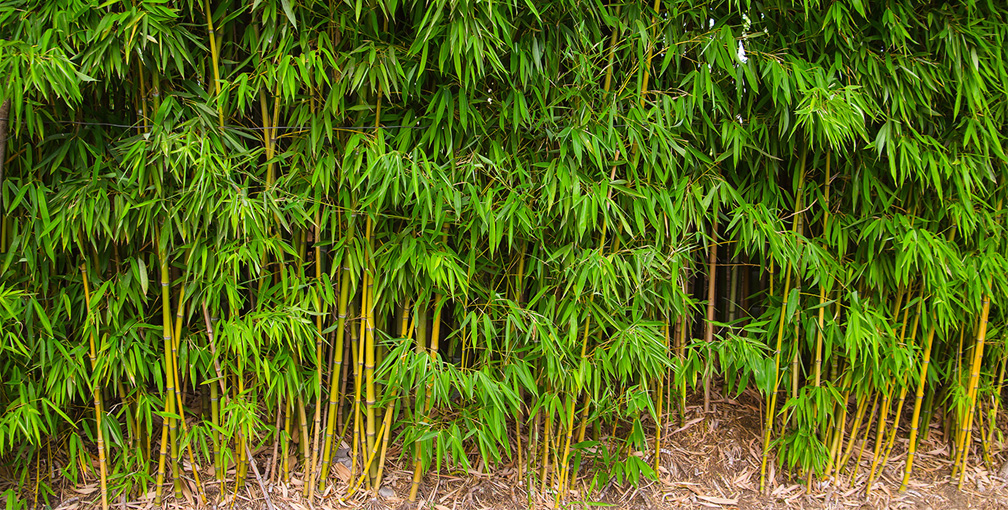 Bamboo in Backyard Growing for Privacy